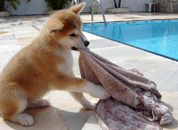 Akita Inu Cuccioli